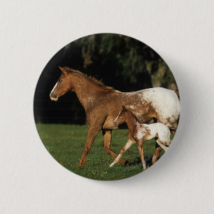 Appaloosa Mare And Foal 6 Cm Round Badge