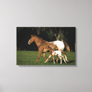 Appaloosa Mare And Foal Canvas Print