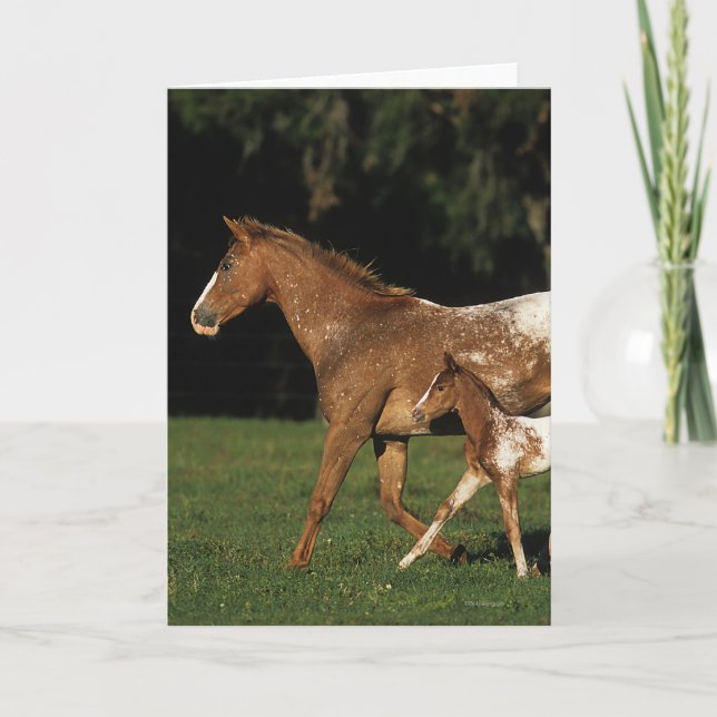Appaloosa Mare And Foal Card (Front)
