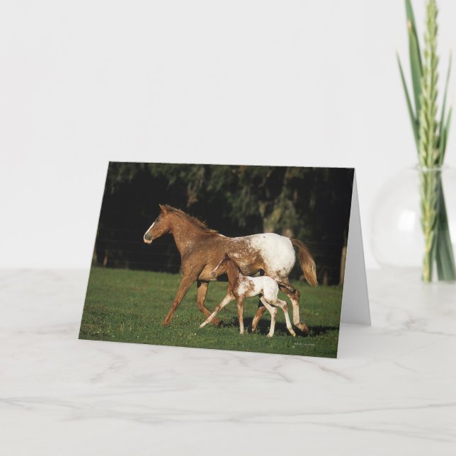Appaloosa Mare And Foal Card (Front)