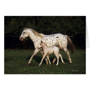 Appaloosa Mare And Foal in Field