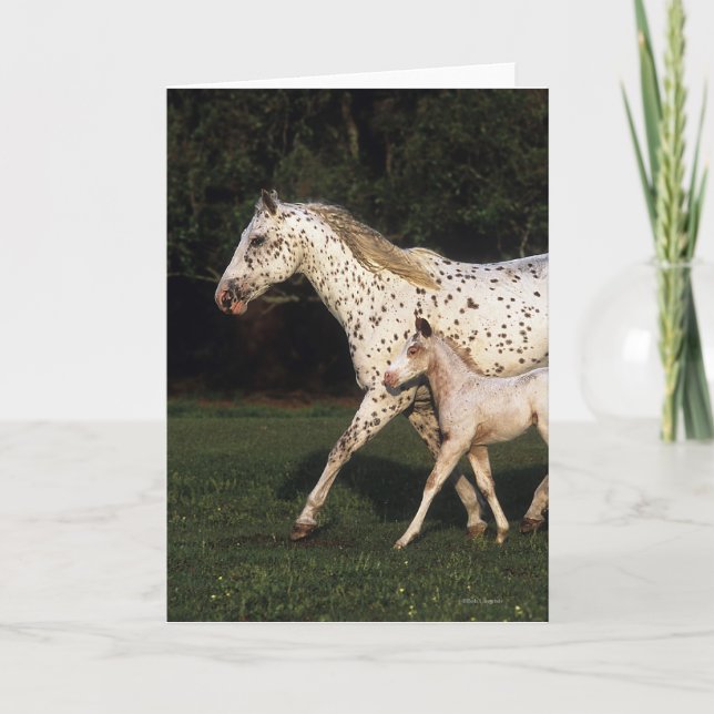 Appaloosa Mare And Foal in Field Card (Front)