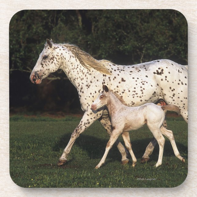 Appaloosa Mare And Foal in Field Coaster (Front)