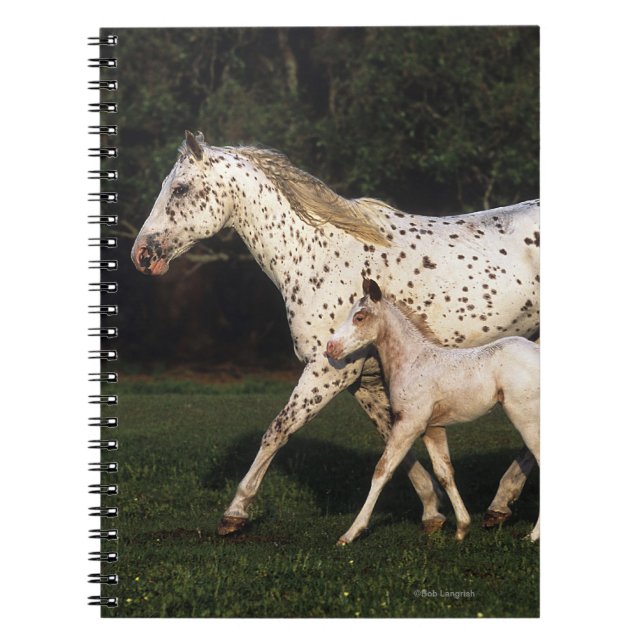 Appaloosa Mare And Foal in Field Spiral Notebook (Front)