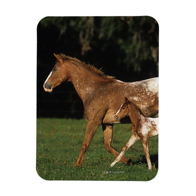 Appaloosa Mare And Foal Magnet (Vertical)