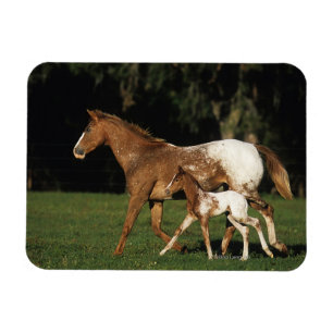 Appaloosa Mare And Foal Magnet