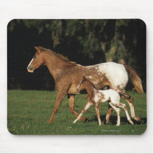 Appaloosa Mare And Foal Mouse Pad