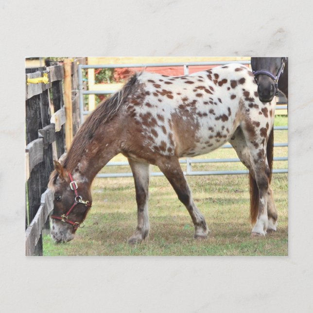 Appaloosa Postcard (Front)