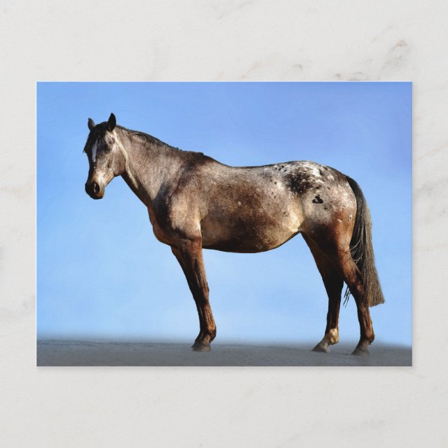Appaloosa Postcard (Front)