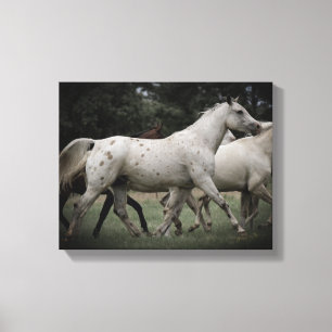 Appaloosa Running Free Canvas Print