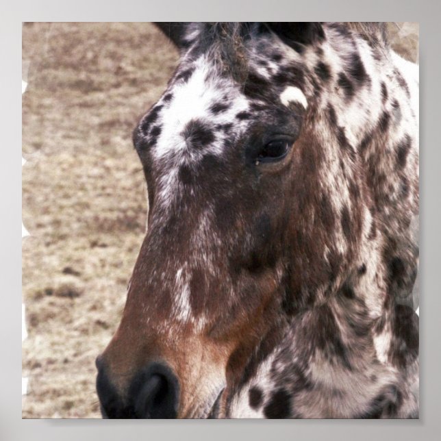 Appaloosa Stallion Print (Front)