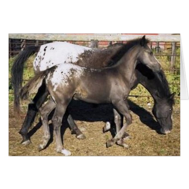 Appalosa mare & foal (Front Horizontal)