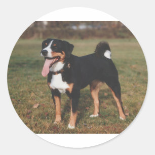 Appenzeller Sennenhund Dog Classic Round Sticker