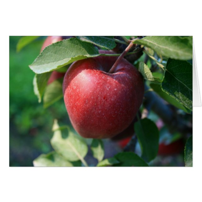Apple (Front Horizontal)
