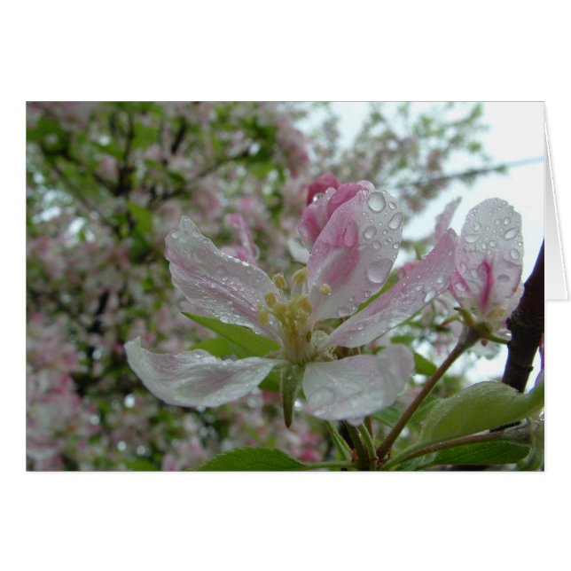 Apple Blossom (Front Horizontal)