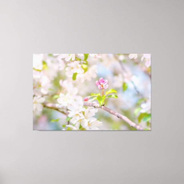 Apple blossom - Beauty Canvas Print (Front)