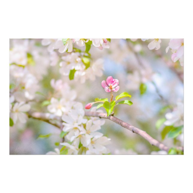 Apple blossom - Beauty Photo Print (Front)