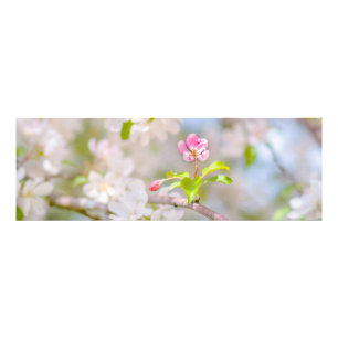 Apple blossom - Beauty Photo Print