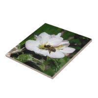 Apple Blossom & Bee Macro Photo | Ceramic Tile