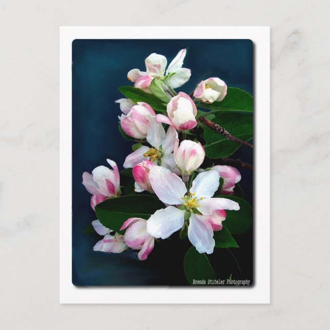 Apple Blossom Branch Postcard (Front)