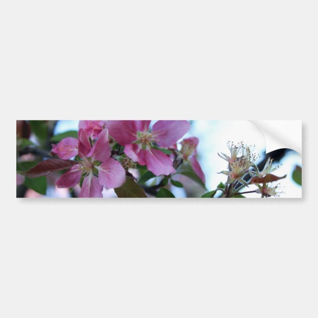 Apple Blossom Bumper Sticker (Front)