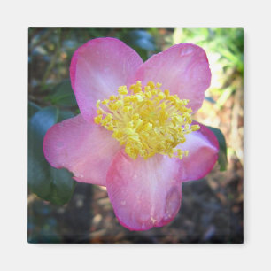 Apple Blossom Camelia Photo Square Magnet