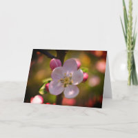 Apple Blossom