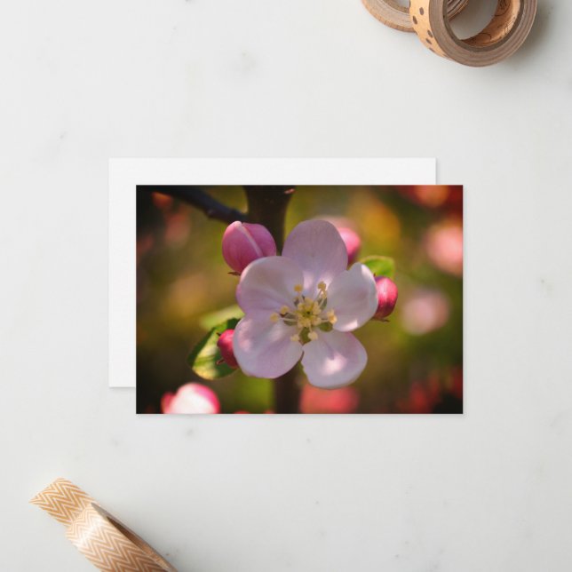 Apple Blossom Card (Front/Back In Situ)