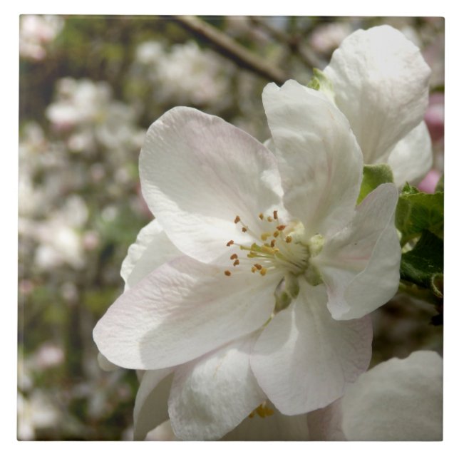 Apple Blossom Ceramic Photo Tile (Front)