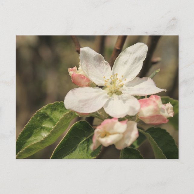 Apple Blossom Close-Up Photo in Sunshine Postcard (Front)