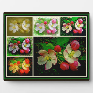Apple Blossom Collage - Enhanced Digital Photo Plaque