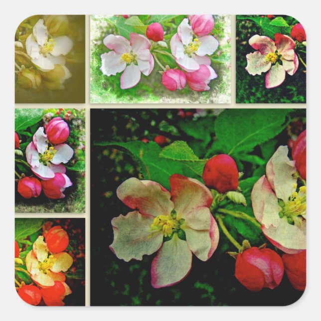 Apple Blossom Collage - Enhanced Digital Photo Square Sticker (Front)