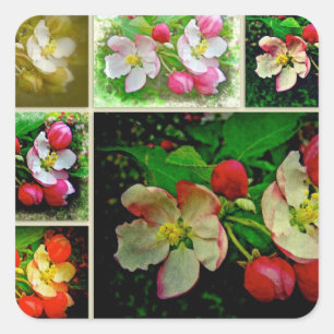 Apple Blossom Collage - Enhanced Digital Photo Square Sticker