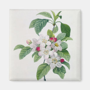 Apple Blossom, from 'Les Choix des Plus Belles Magnet