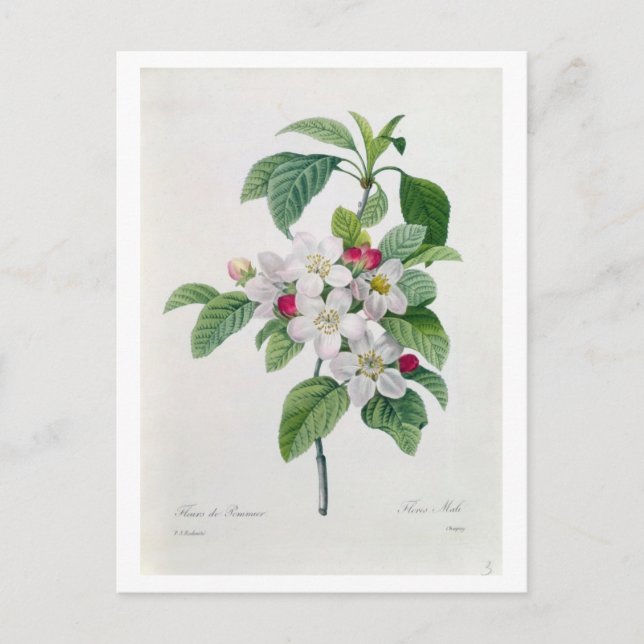 Apple Blossom, from 'Les Choix des Plus Belles Postcard (Front)