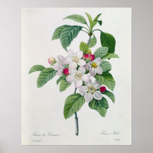 Apple Blossom, from 'Les Choix des Plus Belles Poster