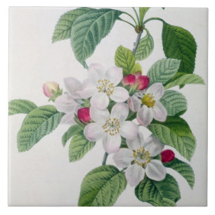 Apple Blossom, from 'Les Choix des Plus Belles Tile