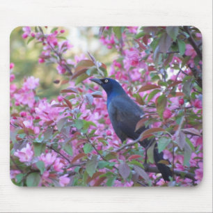 Apple Blossom Grackle Mouse Pad