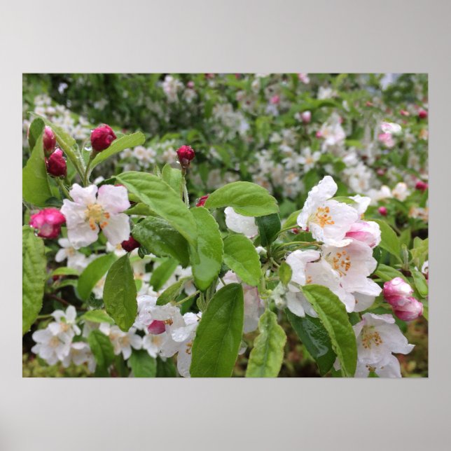 Apple Blossom in the RAIN! Poster (Front)