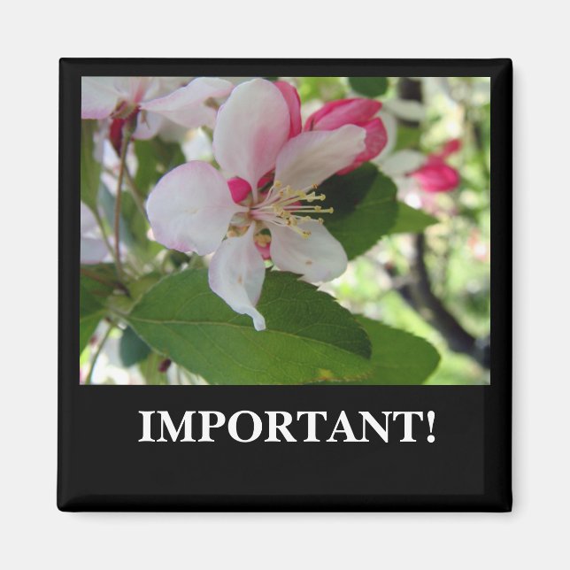 Apple Blossom | Magnet (Front)