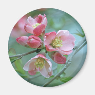 Apple Blossom #P0356 Magnet