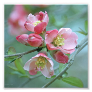 Apple Blossom #P0356 Photo Print
