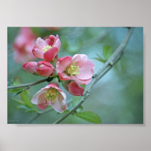 Apple Blossom #P0356 Poster