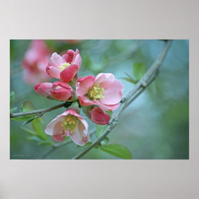 Apple Blossom #P0356 Poster (Front)