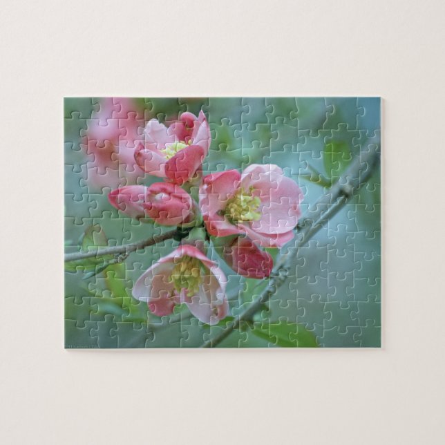 Apple Blossom #P0356 Puzzle (Horizontal)