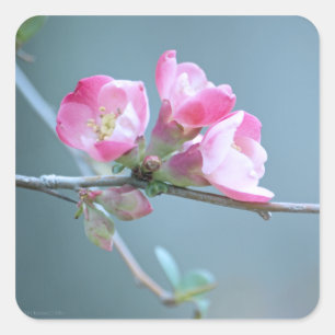 Apple Blossom #P0358 Sticker