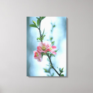 Apple Blossom #P0365 Canvas Print