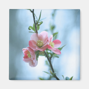 Apple Blossom #P0365 Magnet