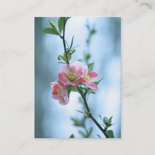 Apple Blossom #P0365 Mini Print Business Card (Front)