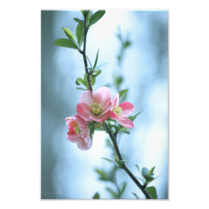 Apple Blossom #P0365 Photo Print